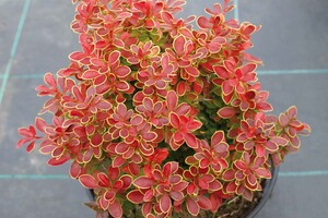 Berberis thunbergii 'Admiration' 1