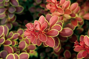 Berberis thunbergii 'Admiration' 2
