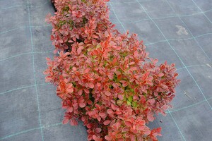 Berberis thunbergii 'Admiration' 3