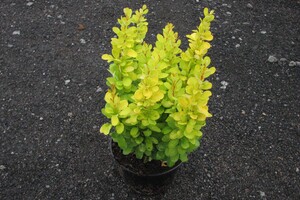 Berberis thunbergii 'Golden Rocket' 1