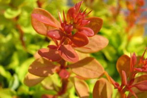Berberis thunbergii 'Golden Rocket' 2