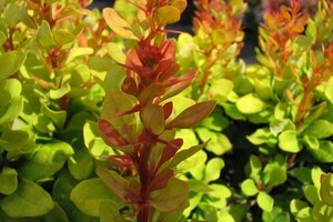 Berberis thunbergii 'Golden Rocket' 3