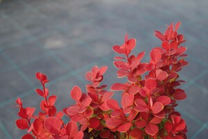 Berberis thunbergii 'Orange Rocket' 1