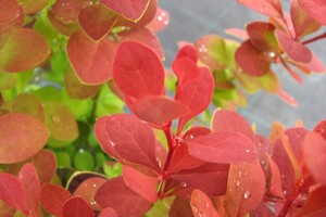 Berberis thunbergii 'Orange Rocket' 2