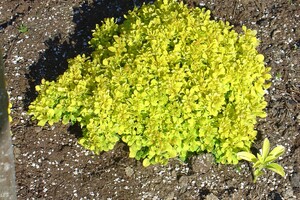 Berberis thunbergii 'Tiny Gold' 1