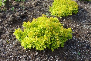 Berberis thunbergii 'Tiny Gold' 2