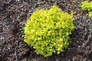 Berberis thunbergii 'Tiny Gold' 3