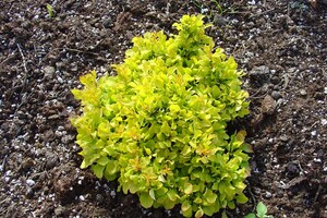 Berberis thunbergii 'Tiny Gold' 4