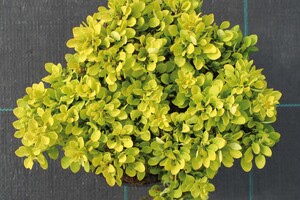 Berberis thunbergii 'Tiny Gold' 5