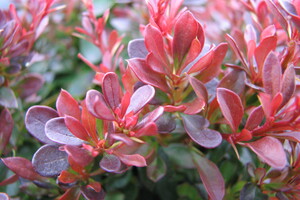 Berberis thunbergii 'Bagatelle'