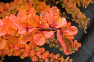 Berberis thunbergii 'Green Carpet'