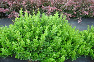 Berberis thunbergii 'Kobold'