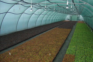 Berberis x media -Parkjuweel-