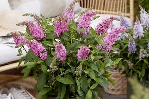 buddleja-butterfly-candy-1
