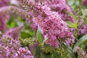 buddleja-butterfly-candy-2