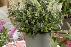 buddleja-butterfly-candy-3