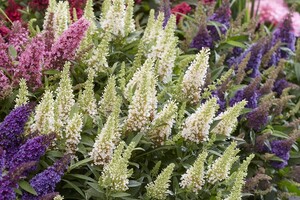 buddleja-butterfly-candy-4