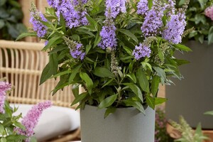 Buddleja Butterfly Candy Little Lila