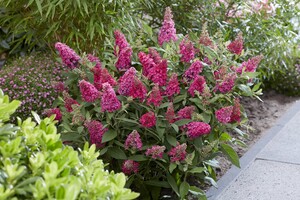 Buddleja Butterfly Candy Little Ruby-1