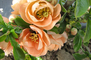 Chaenomeles superba 'Cameo'