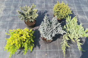 Conifers 2L