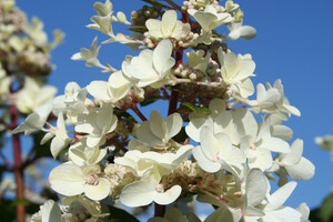 Hydr pan 'Wim's Red' 177