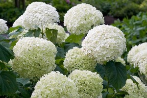 Hydrangea arb 'Annabelle' 1