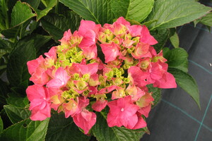 Hydrangea macr 'Masja'