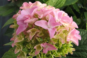 Hydrangea macrophylla 1