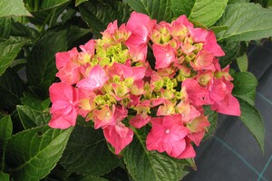 Hydrangea macrophylla 2