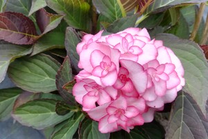 Hydrangea macrophylla 3