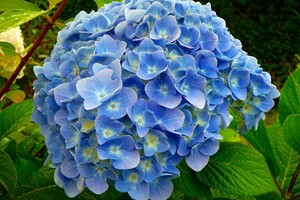 Hydrangea macrophylla 4 INT