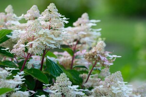 Hydrangea paniculata 'Early Harry'