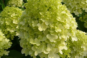 Hydrangea paniculata 'Limelight' 1