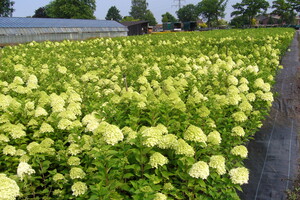 Hydrangea paniculata 'Limelight' 2