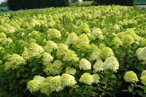 Hydrangea paniculata 'Limelight' 3