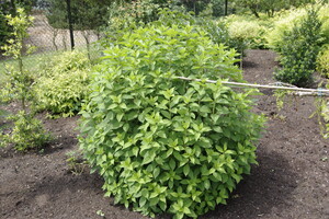 Hydrangea paniculata 'Limelight' 4