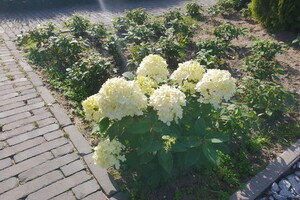 Hydrangea paniculata 'Little Alf' 1