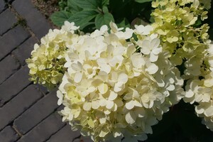 Hydrangea paniculata 'Little Alf' 2