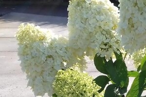 Hydrangea paniculata 'Little Alf' 3