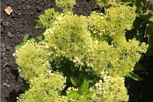 Hydrangea paniculata 'Little Alf' 4