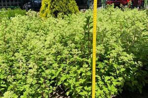 Hydrangea paniculata 'Little Alf' 5