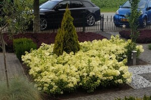 Hydrangea paniculata 'Little Alf' 6