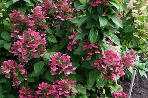 Hydrangea paniculata 'Magical Fire' 1 INT