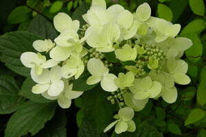 Hydrangea paniculata 'Magical Fire' 3 INT