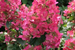 Hydrangea paniculata 'Magical Fire' 4 INT