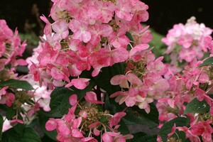 Hydrangea paniculata 'Magical Fire' INT
