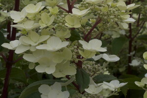 Hydrangea paniculata 'Wim´s Red' 1