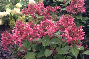 Hydrangea paniculata 'Wim´s Red' 2