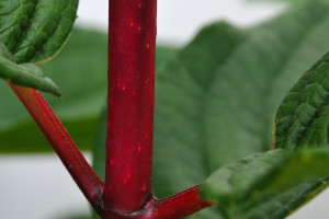 Hydrangea paniculata 'Wim´s Red' 3
